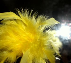 feathers lusciousness - Pictures of feathers - inspiration from nature - luscious blog.jpg